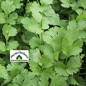 Coriandre fraîche en abondance, herbe aromatique populaire pour la cuisine, cultivée dans un potager bio.