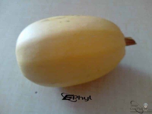 Courge spaghetti végétal