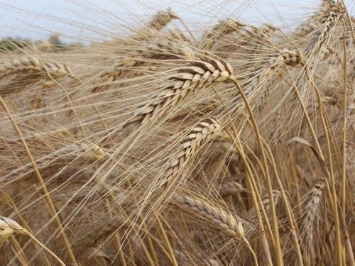 Paille de blé dorée dans un champ agricole, symbole de récolte et d'agriculture biologique, idéale pour la fabrication de céréales, farine ou alimentation animale, sur un fond clair.