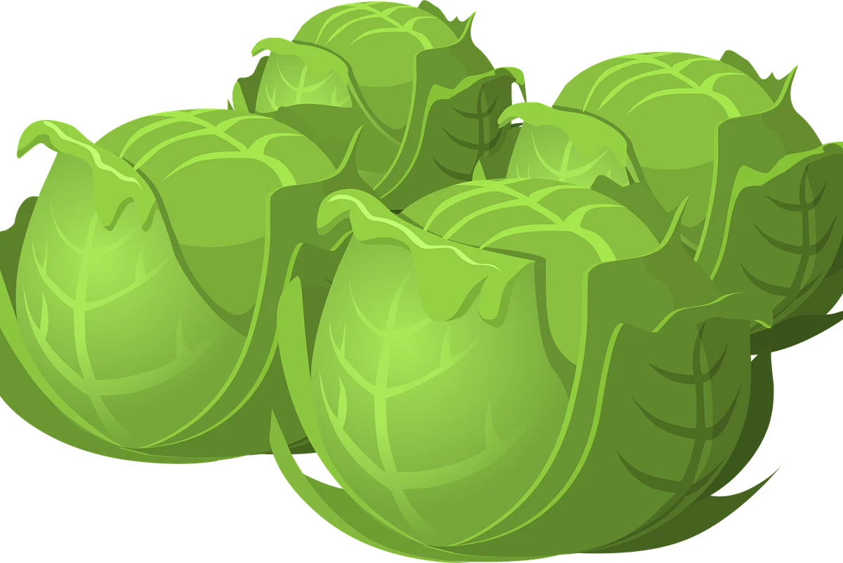 openclipart vectors cabbage 575525 1280