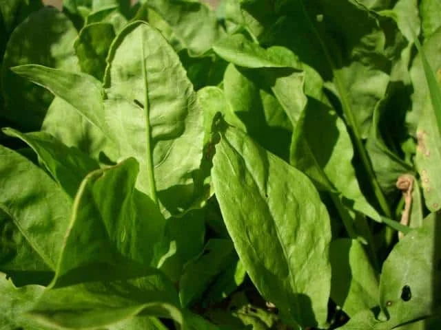 Sauce à l&rsquo;oseille