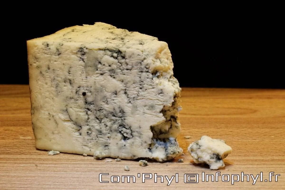 mold cheese gcd47123c6 1280