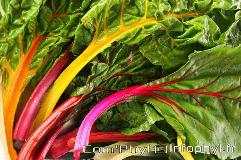 Bette Carde de Couleur