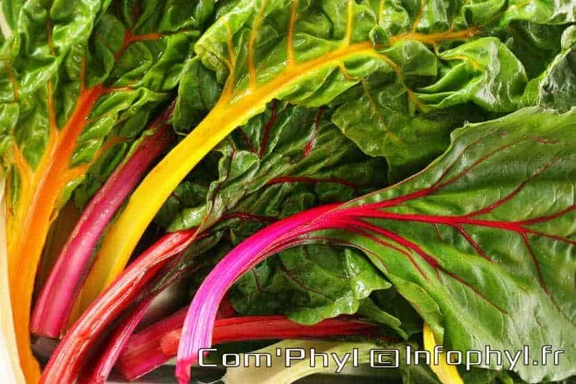 Bette Carde de Couleur