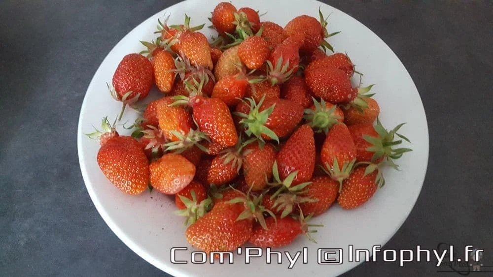 Muffins aux fraises et basilic