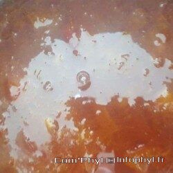Confiture d'abricot dans la Bassine