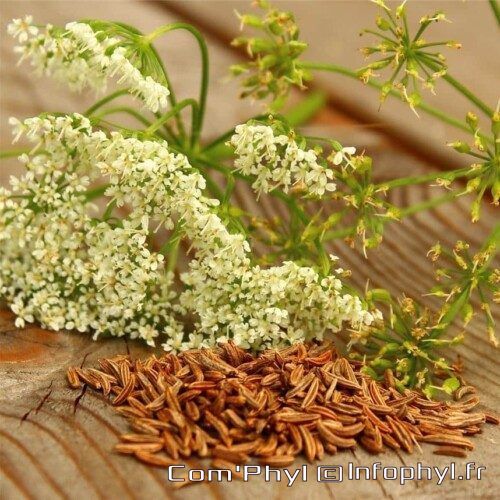Carvi Fleurs et Graines