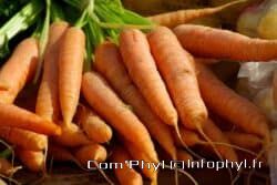 carrots 673201 1280