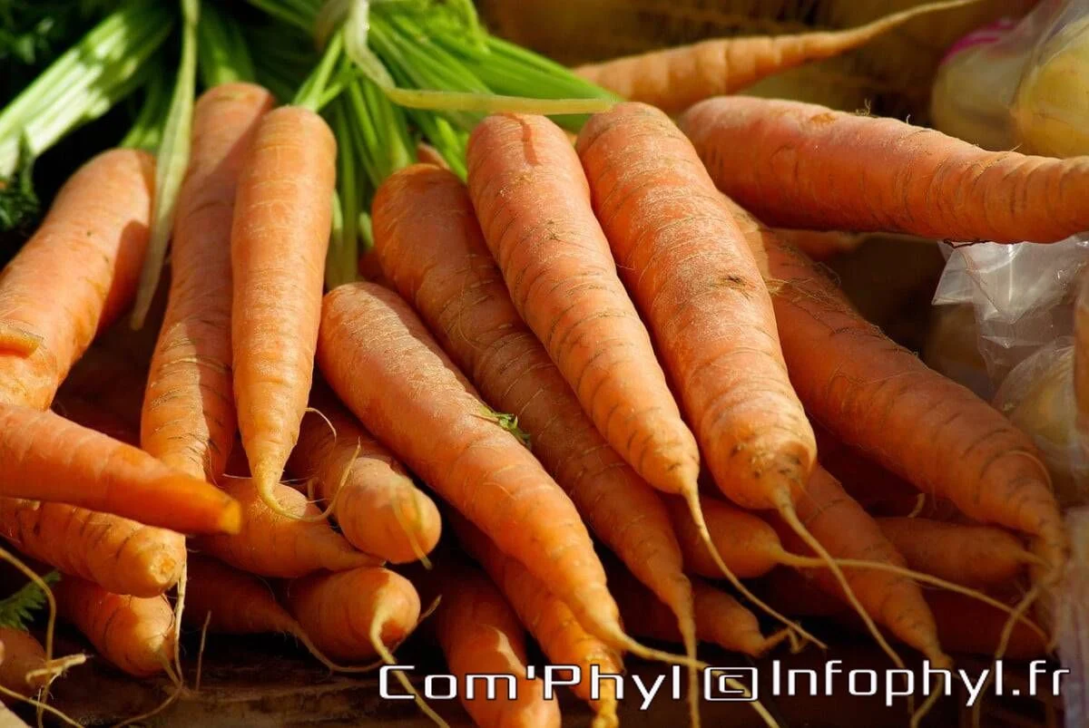 carrots 673201 1280