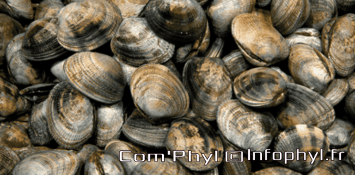 Palourdes de mer