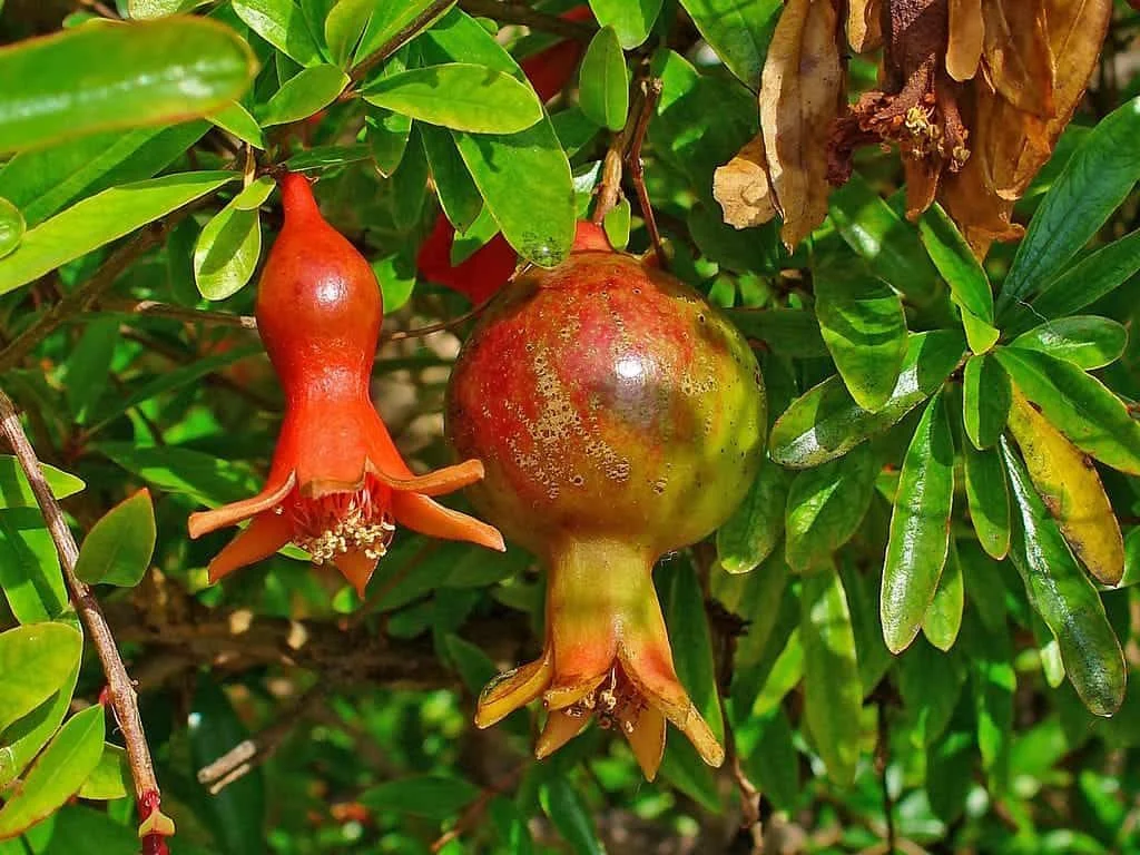 Branches de grenadier (Punica granatum)