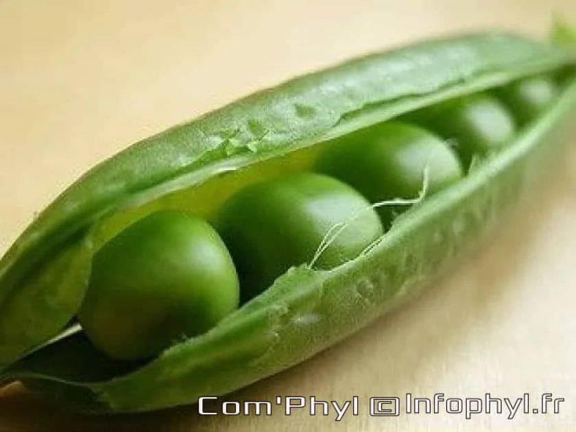 Cosse et petit pois