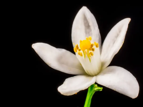 La fleur d&rsquo;oranger