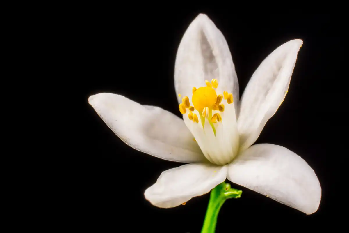 blossom plant white photography flower petal 1104425 pxhere.com odp