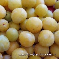 Mirabelle fruit