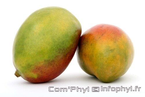 Mangue – Illustration