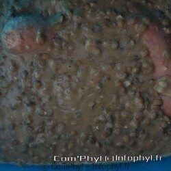 saucisses fumées au lentilles faon ninja foodi