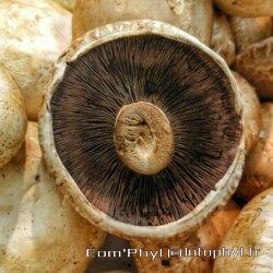 Champignon 1 – Illustration