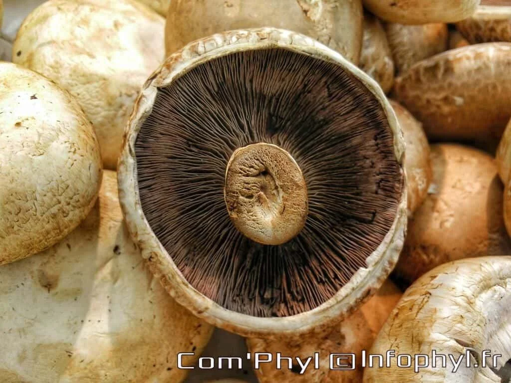 Galipette – champignons farcis
