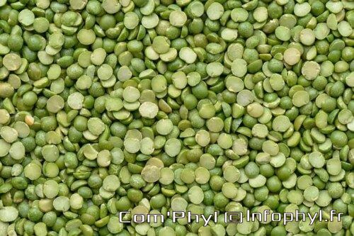 le pois casses