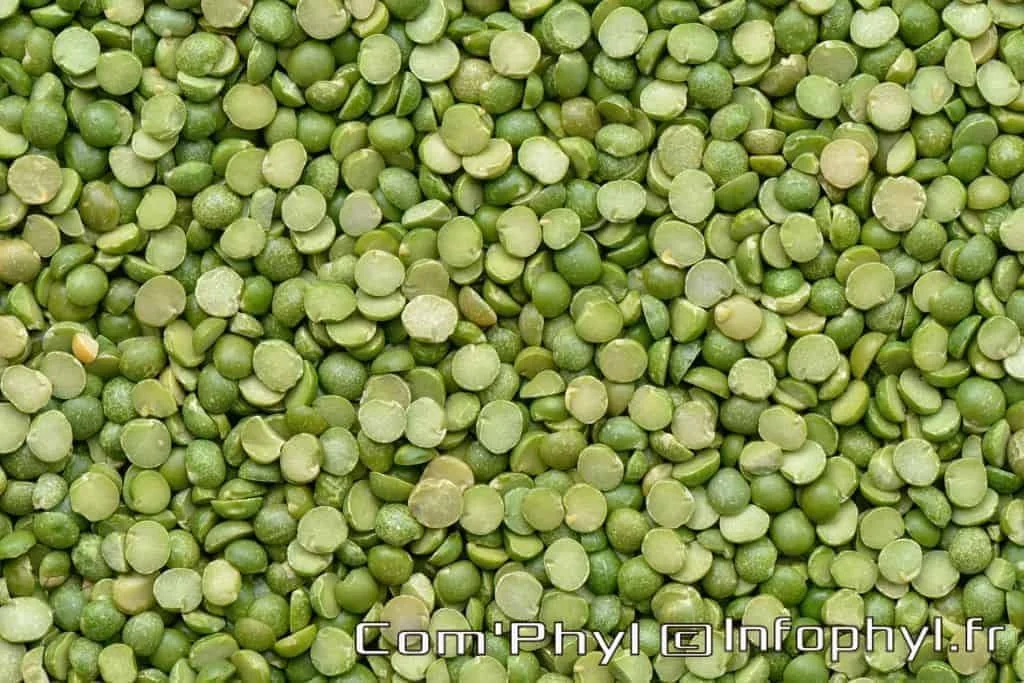 La cuisson du pois cassés