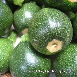 courgettesrondes illustration
