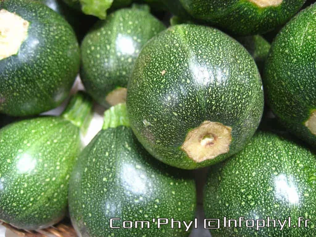 courgettesrondes illustration