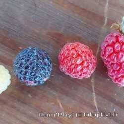 Framboises multicolore