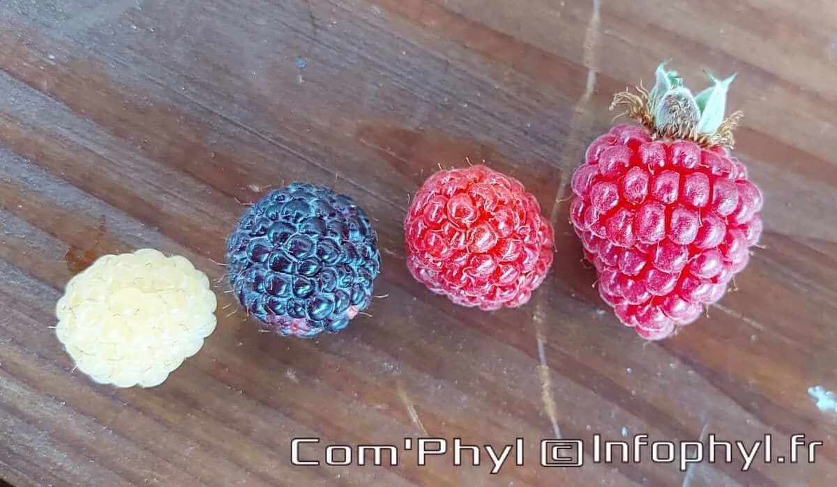 Framboises à l&rsquo;eau de vie