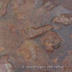 Joue de porc - Ninja foodi - 1