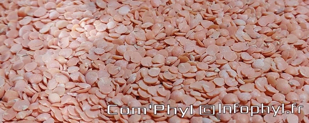 La cuisson – des lentilles corail
