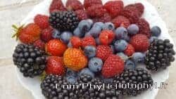 recolte de fruits rouges
