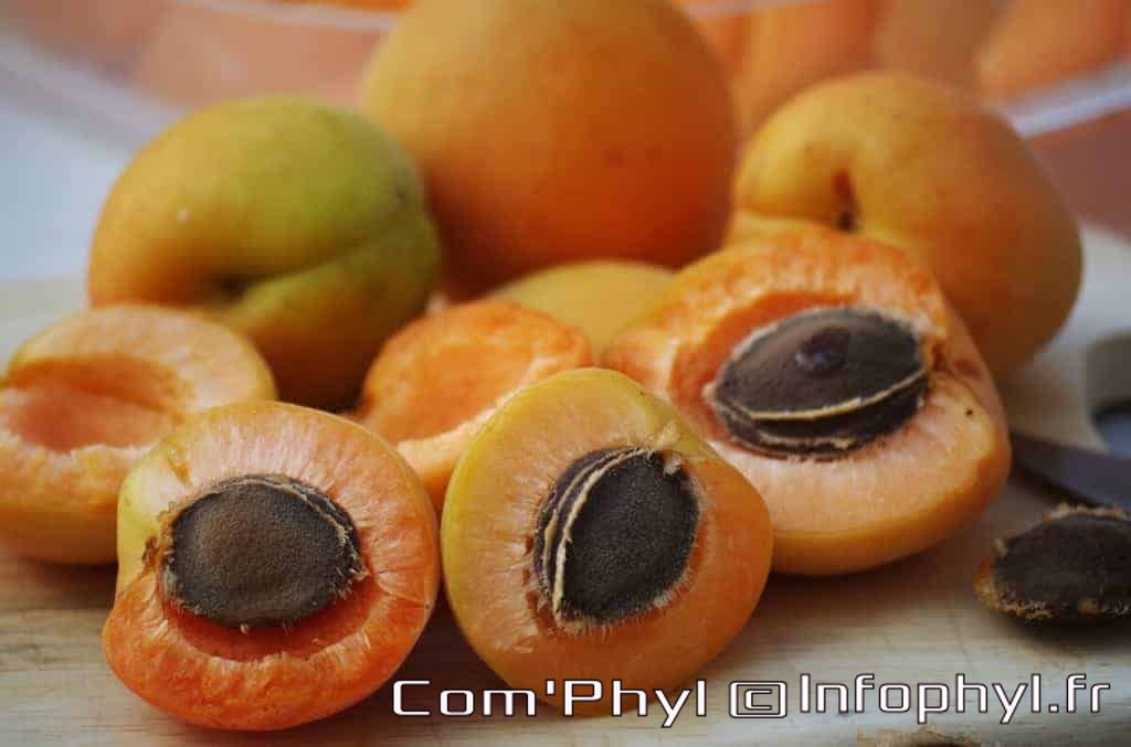 Abricots fruits