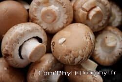 mushrooms 2690529 1280