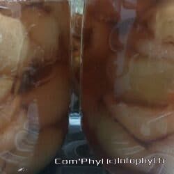 bocaux.peches.de.vigne