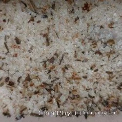 selfinmelangeplancha