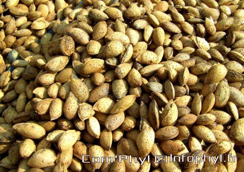 plant fruit food produce crop agriculture 1078867 pxhere.com